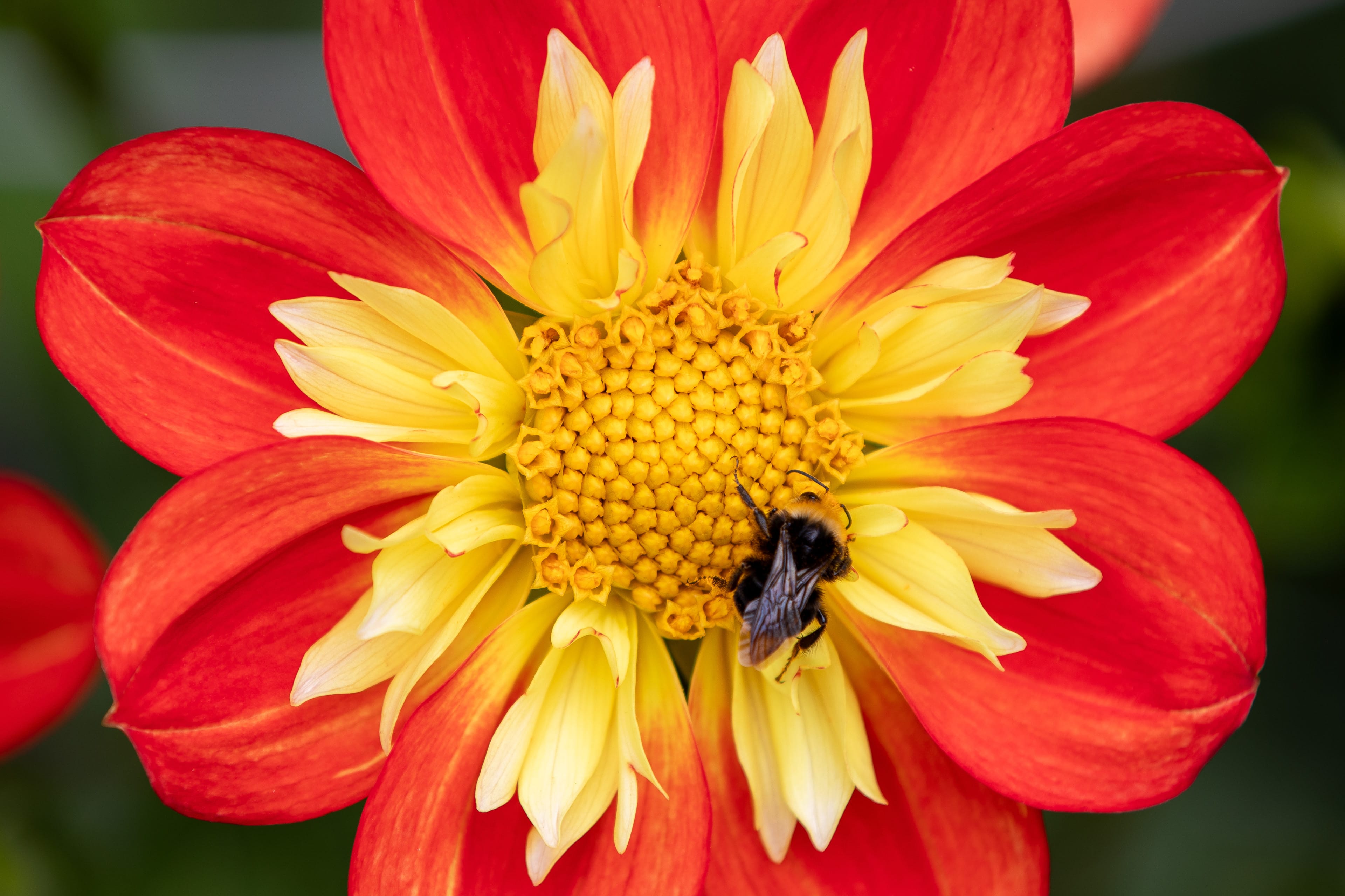Flower close-ups