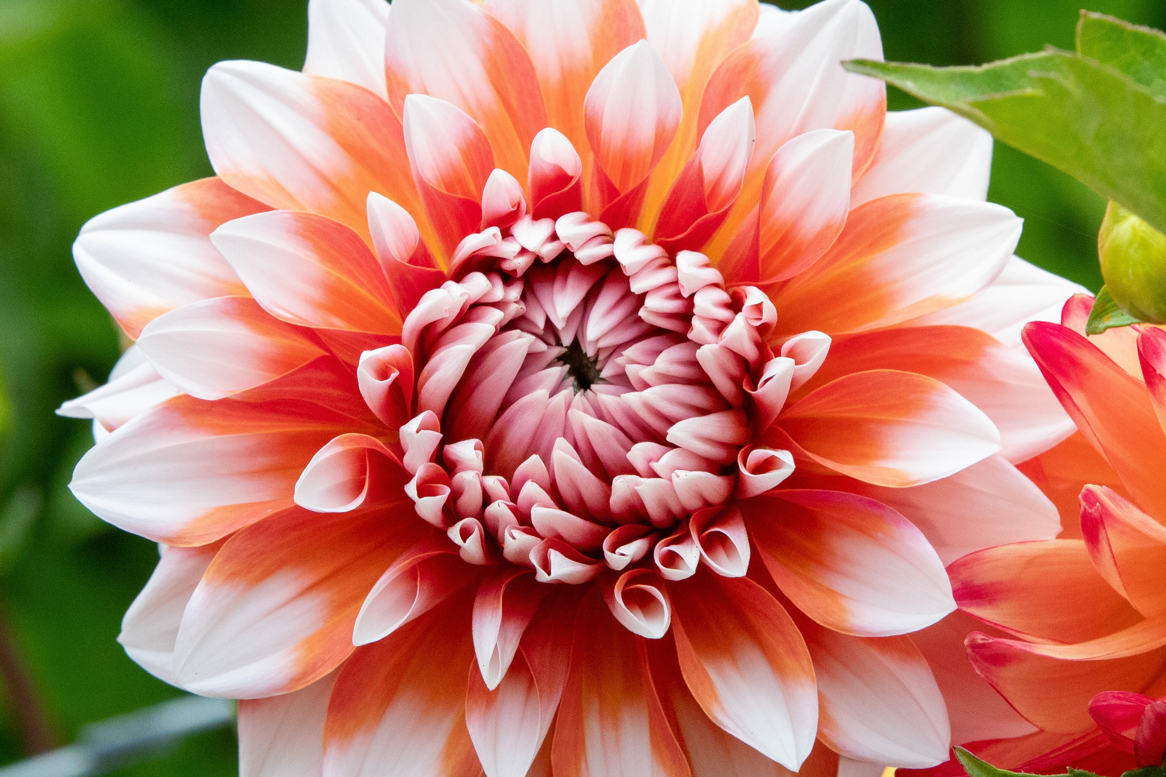Flower close-ups